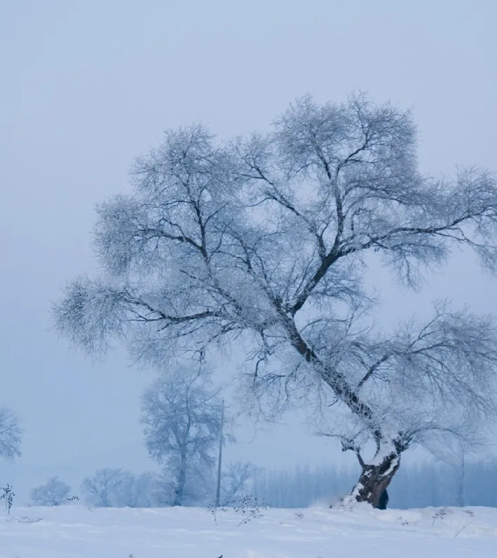 终不负约!冰雪大世界开园!雪乡恢复开放!梦幻大东北又回来了