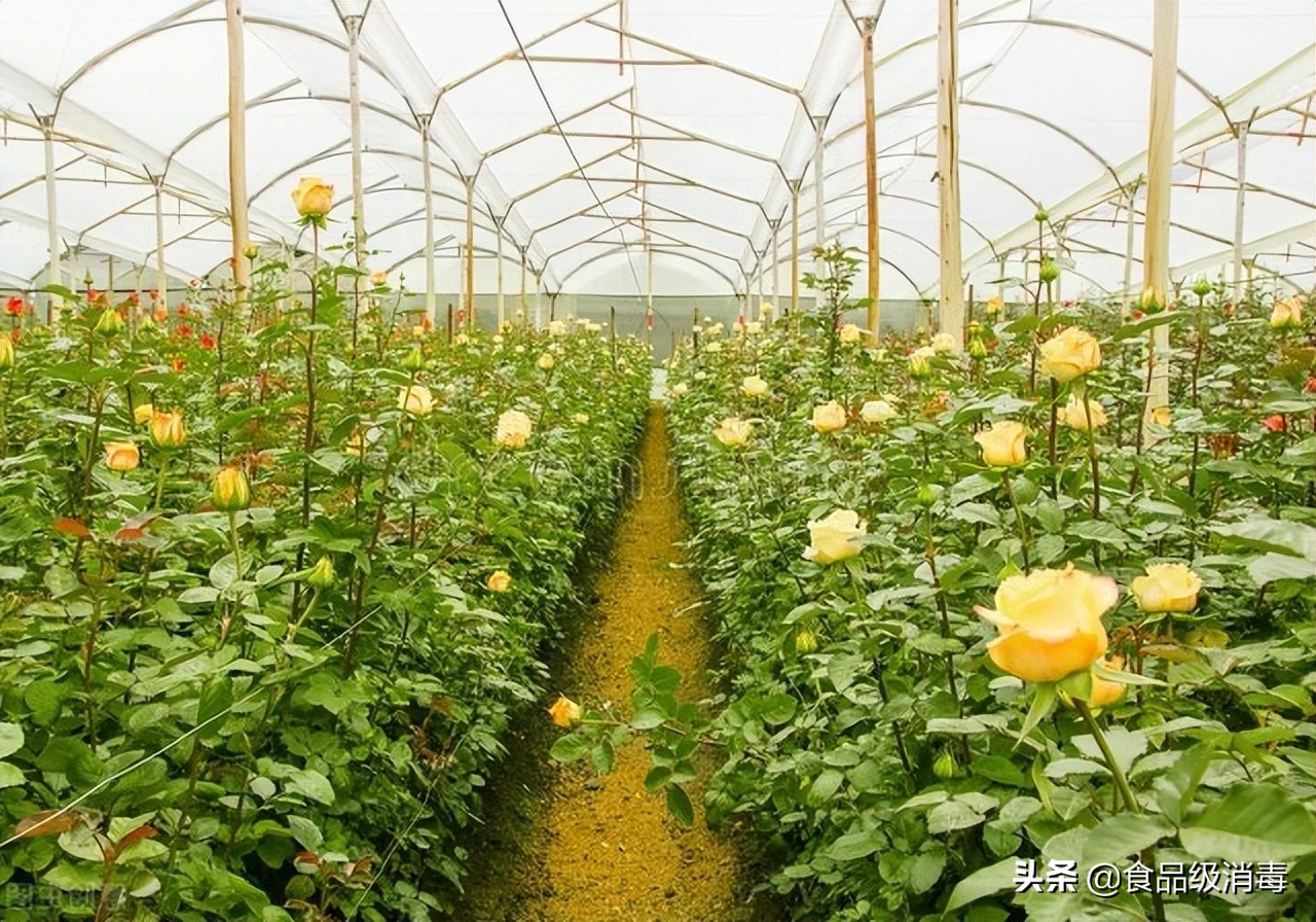 花卉鮮花灰霉病怎么產生的？奧克泰士在花卉種植運輸中解決灰霉病