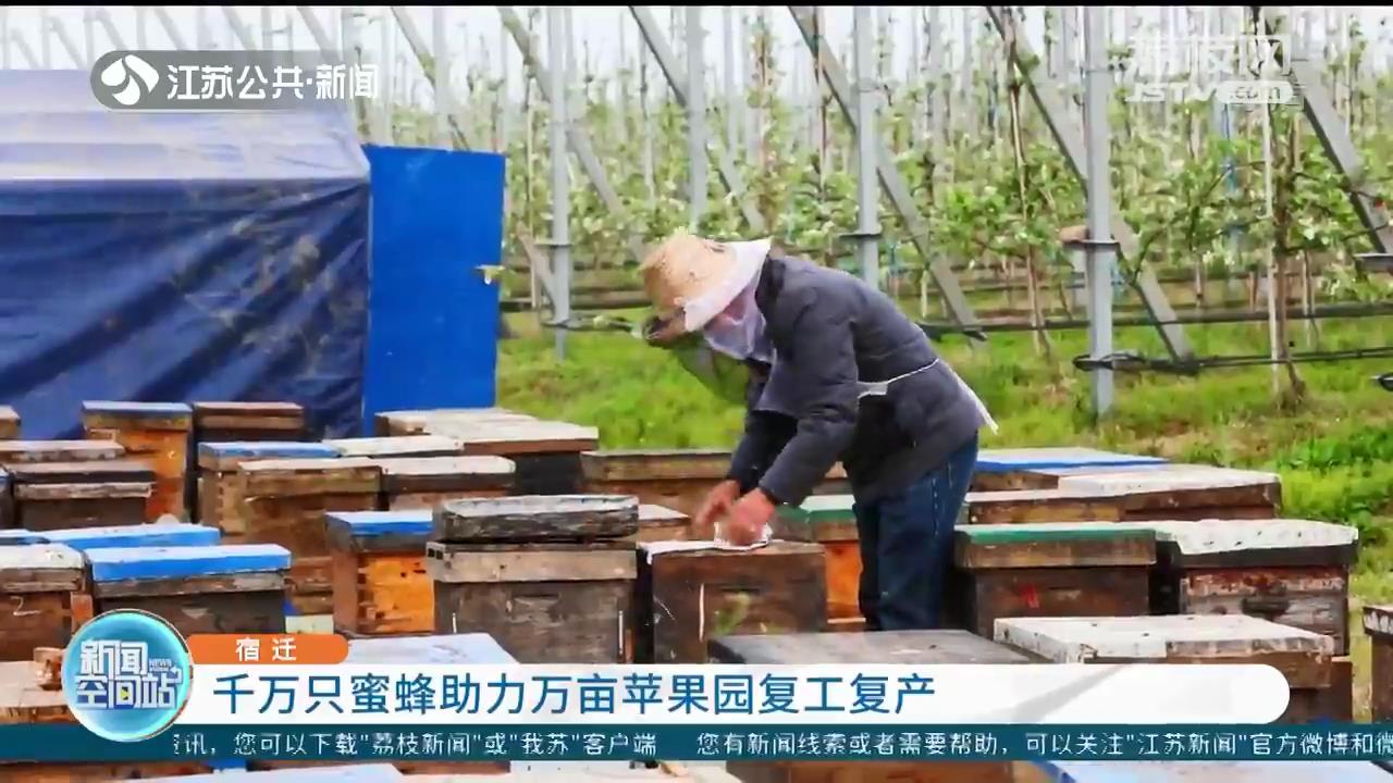 特别的帮手！千万只蜜蜂助力宿迁万亩苹果园复工复产