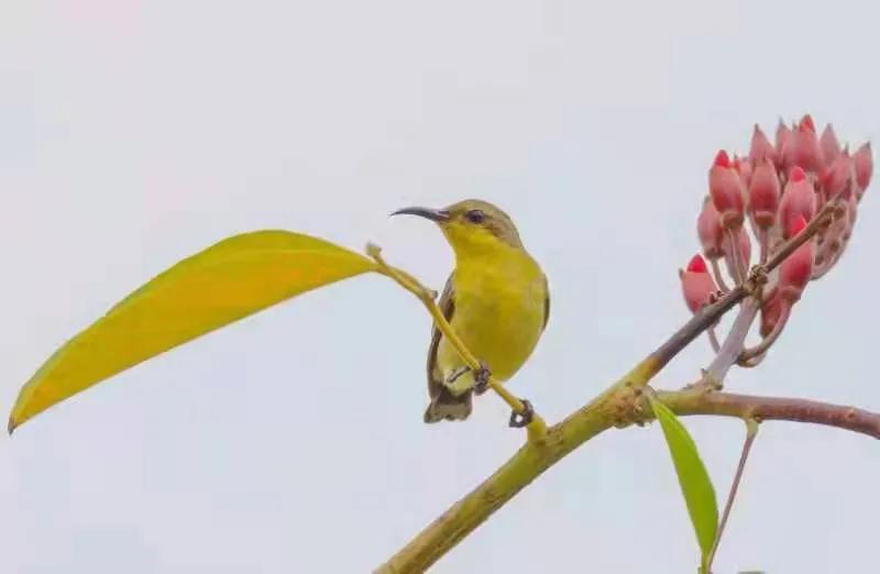 三亚花