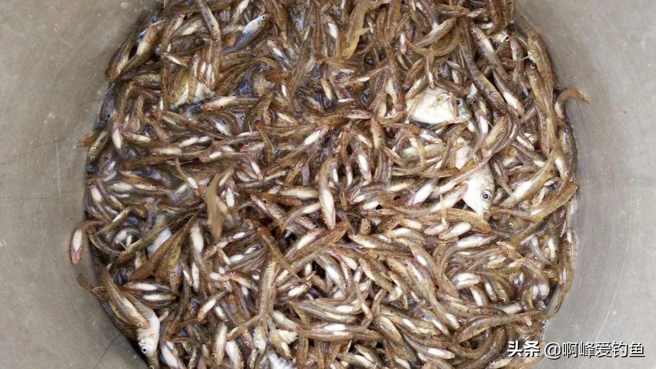 虎鱼多少钱一斤爬地虎