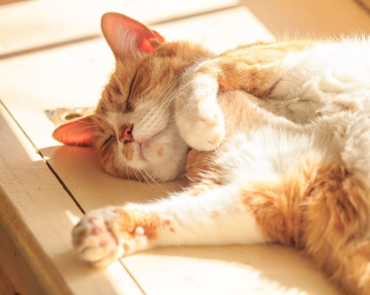 猫藓会传染给人！猫藓怎么预防，得了猫藓怎么办？
