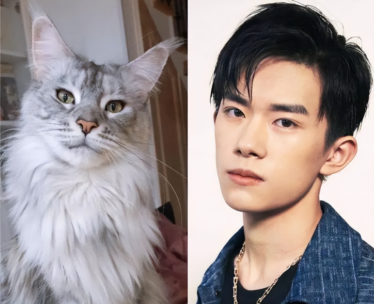 盘点明星养的猫，陆毅家的最贵，你养同款了吗？