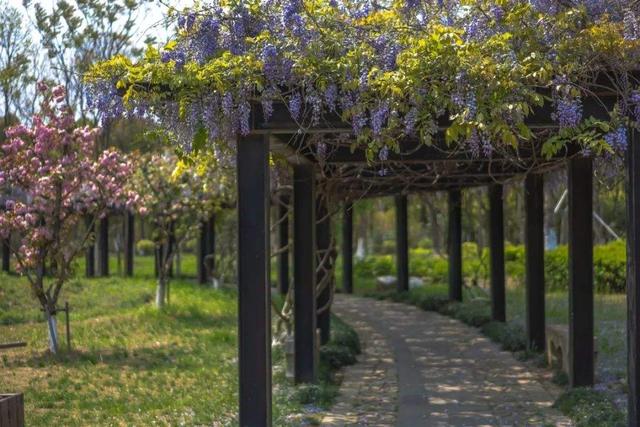 “紫藤挂云木，花蔓宜阳春”，藤蔓之美，美到心醉，网友：迷上了
