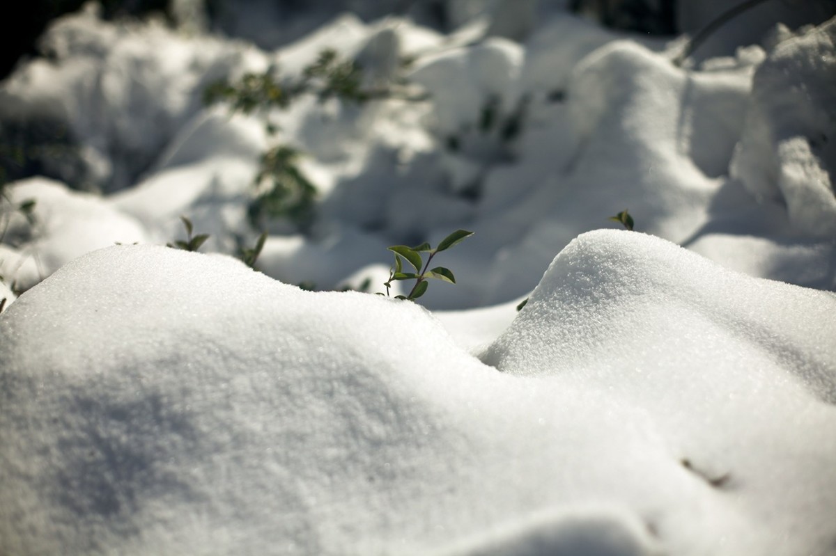 春雪飞舞兆祥瑞 诗词歌赋祝丰年