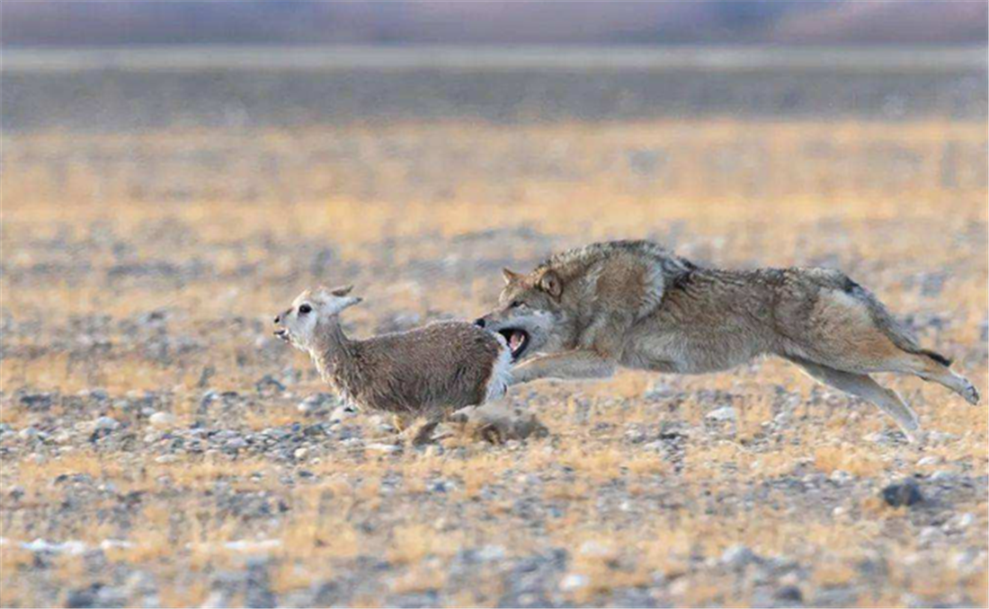 新疆天山狼群下山,咬住头羊尾巴将一群羊赶走,还追着马群跳山崖