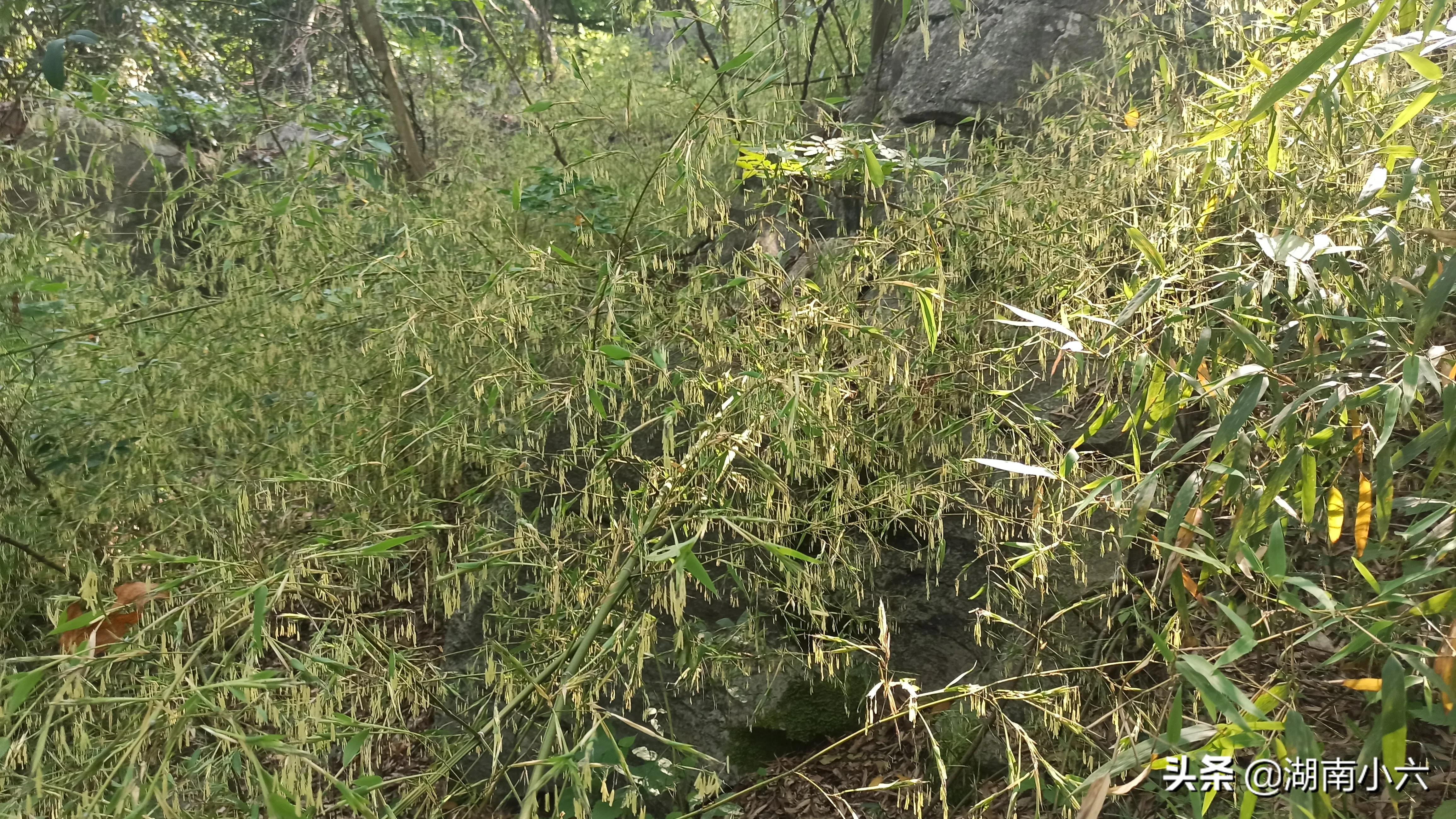 湖南发生一怪事，为什么整个山里的竹子都开花了？