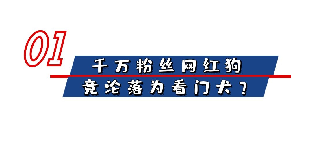 全网最聪明的狗，化身全职保姆，监督萌娃吃饭写作业，狗比人精