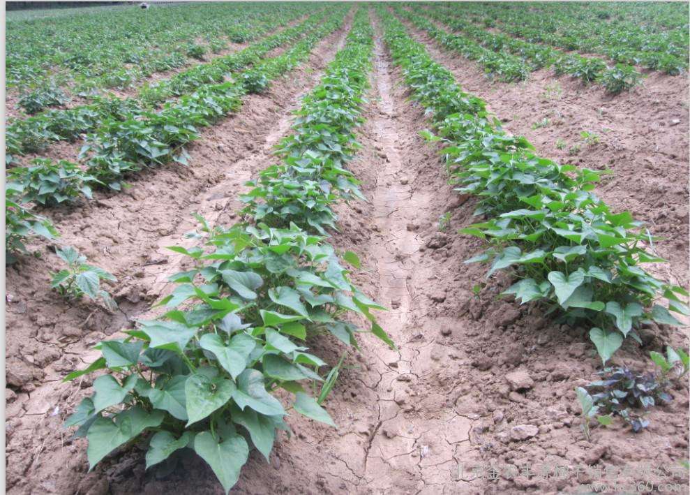 红薯种植用什么肥料？红薯种植施肥方案