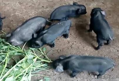 打破洋品种垄断，中国黑猪优势显现，肉吃起来就是香