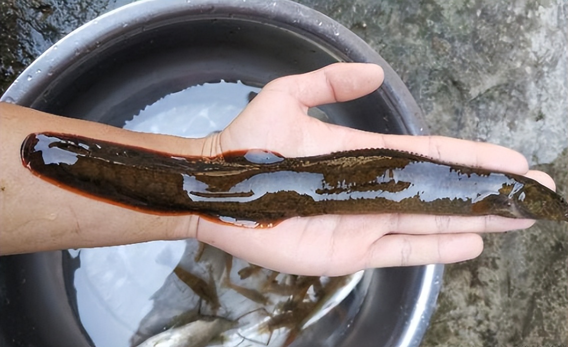 过去常用来喂鸭的"刀鳅",如今1斤70元难买到,它有什么价值?