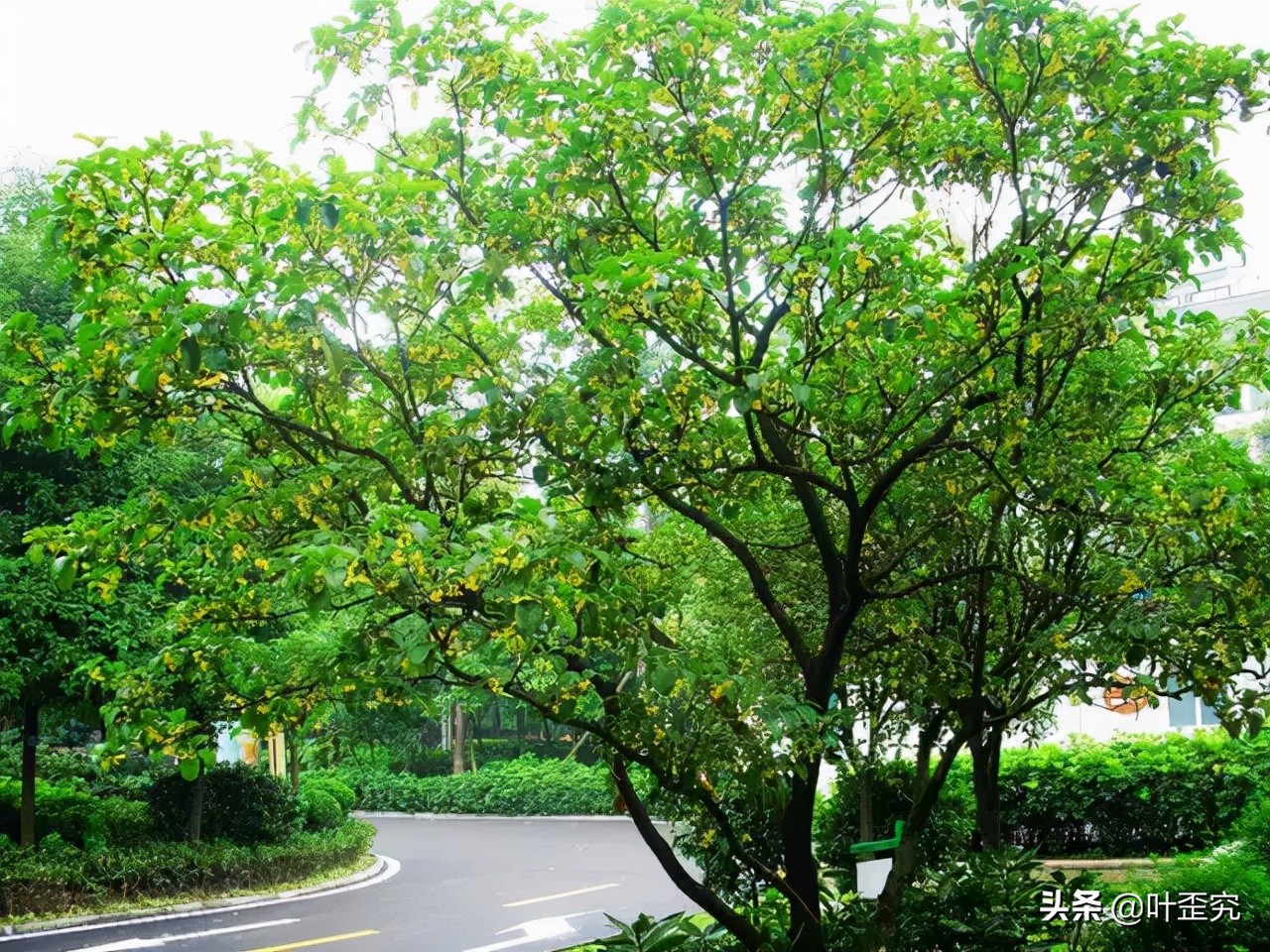 中国十大名花，您都知道吗？