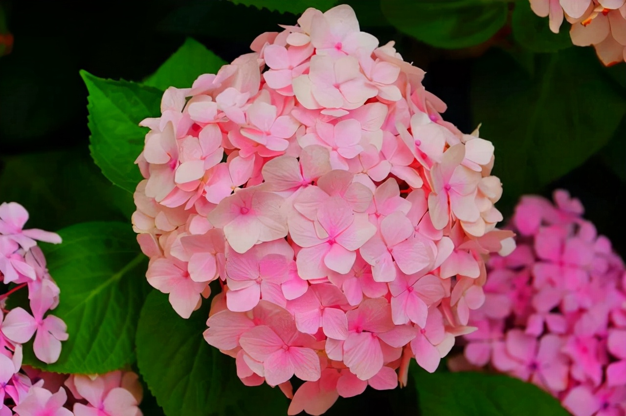 春天還有什麼花開放(9種開花植物,開花正當時,看看都有誰)