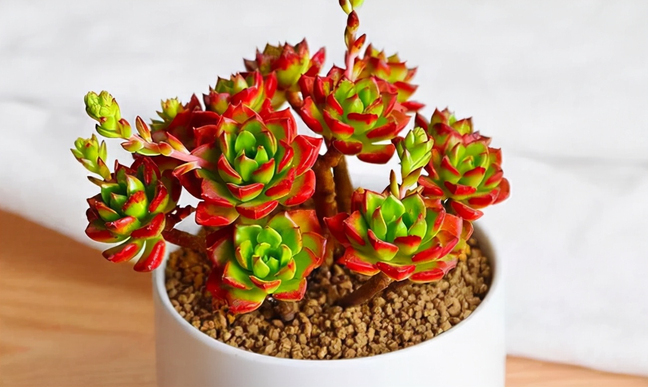 多肉蒂亚精贵难养?多注意这4点,轻松养成漂亮老桩