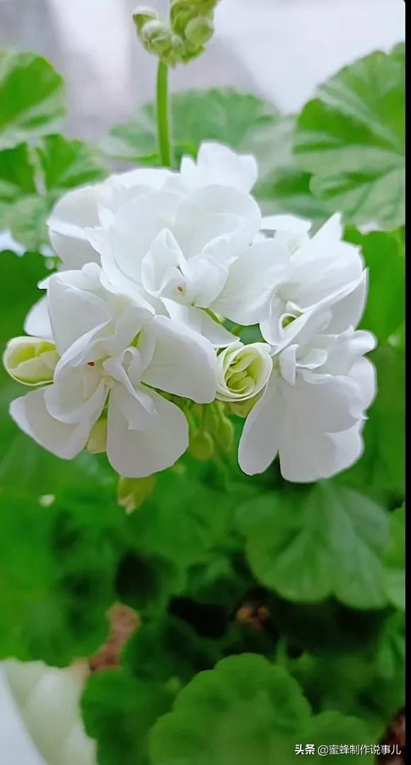 鲜花盛开，一路芬芳醉人