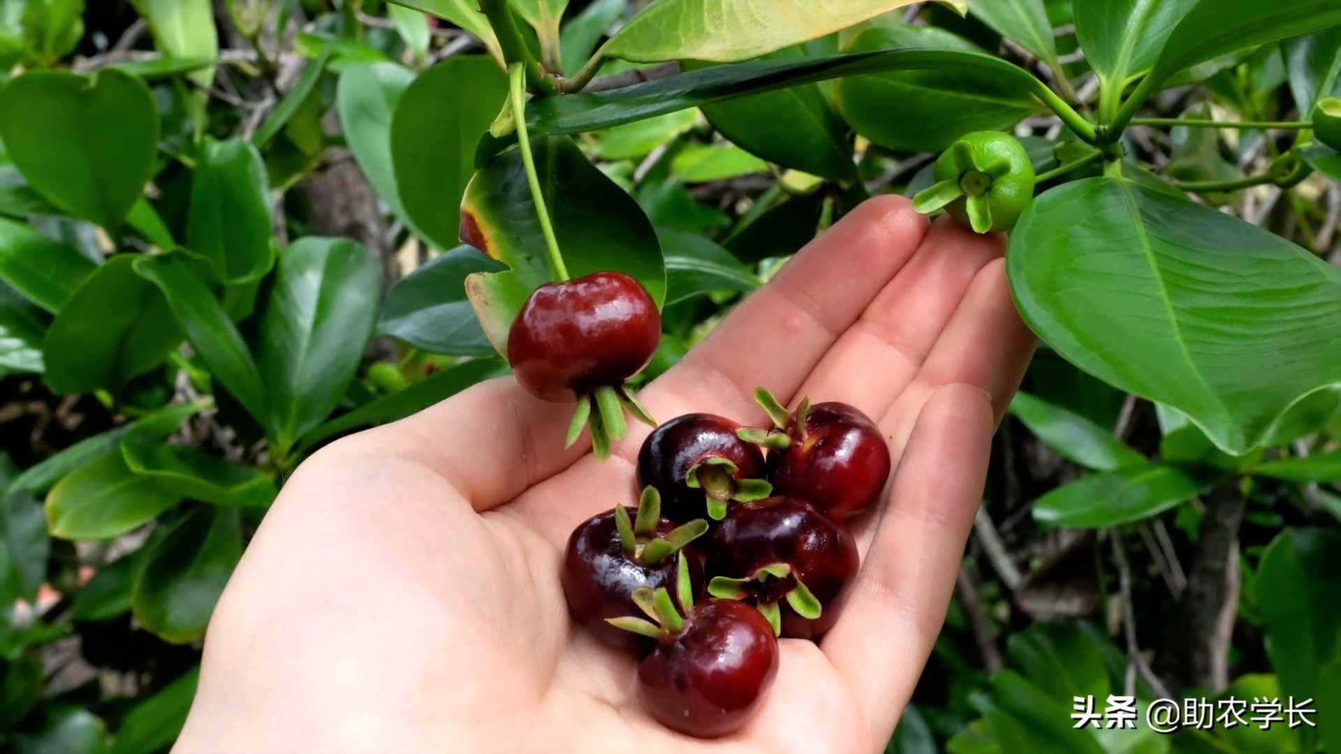 巴西樱桃到底是不是樱桃,种植农户被坑了吗?