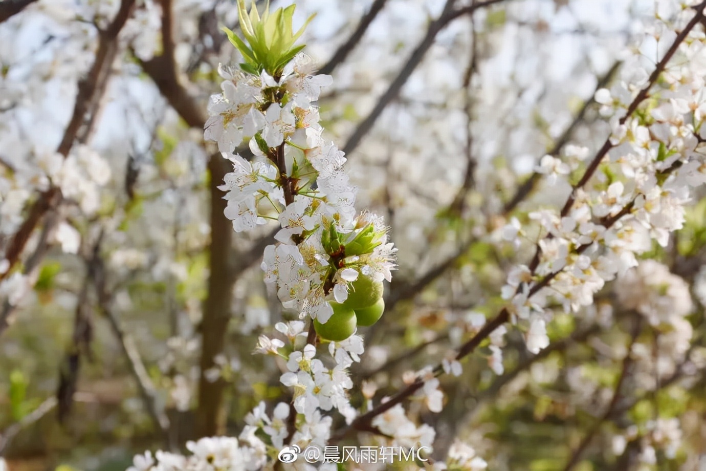 陌上花开春正美，跟着赏花地图“趣”打卡！