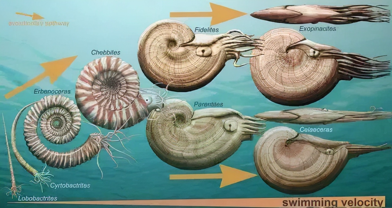 濒危物种“鹦鹉螺”，为何被称为开启核潜艇的钥匙？真相揭晓