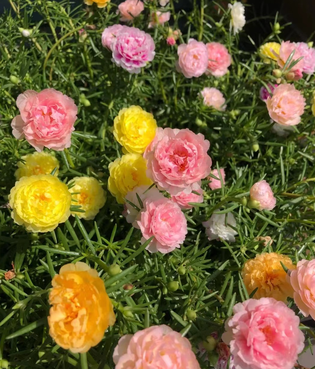 死不了的重瓣太阳花,属于夏天的开花机器