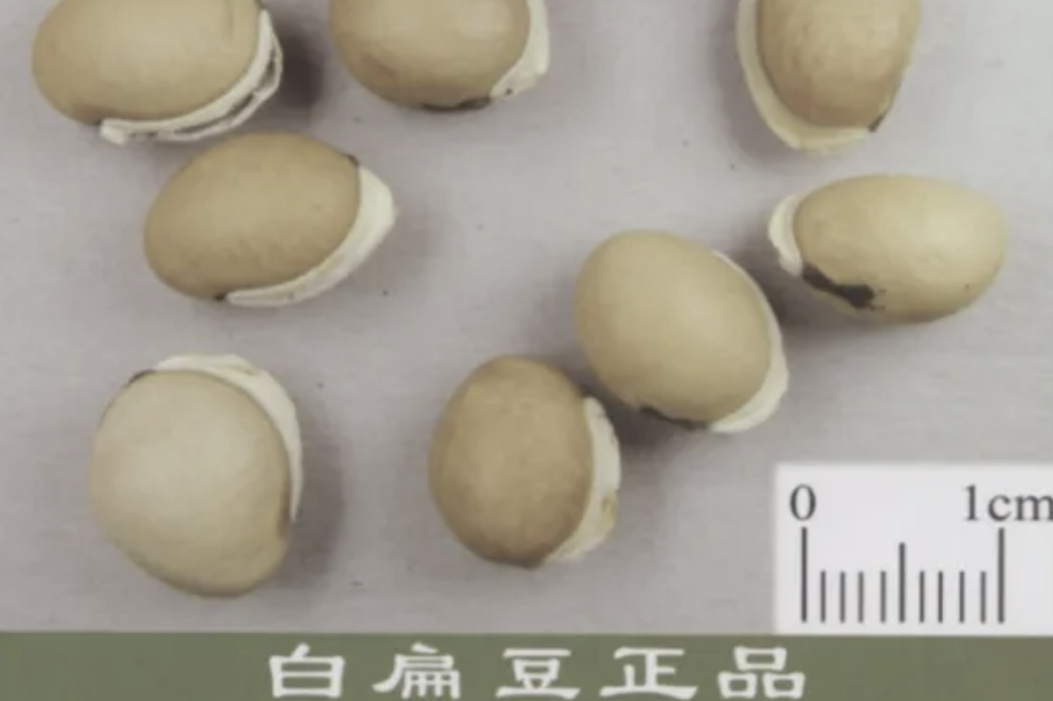 药食同源的豆中之王——白扁豆