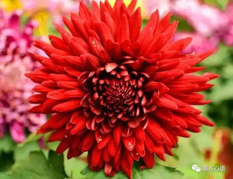 花若盛开，蝶自飞来，人若精彩，幸福开怀