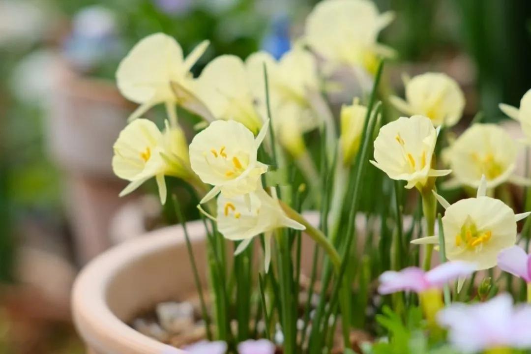 围裙水仙花朵似裙舞飞扬，种球与洋水仙一样，第二年还能复花