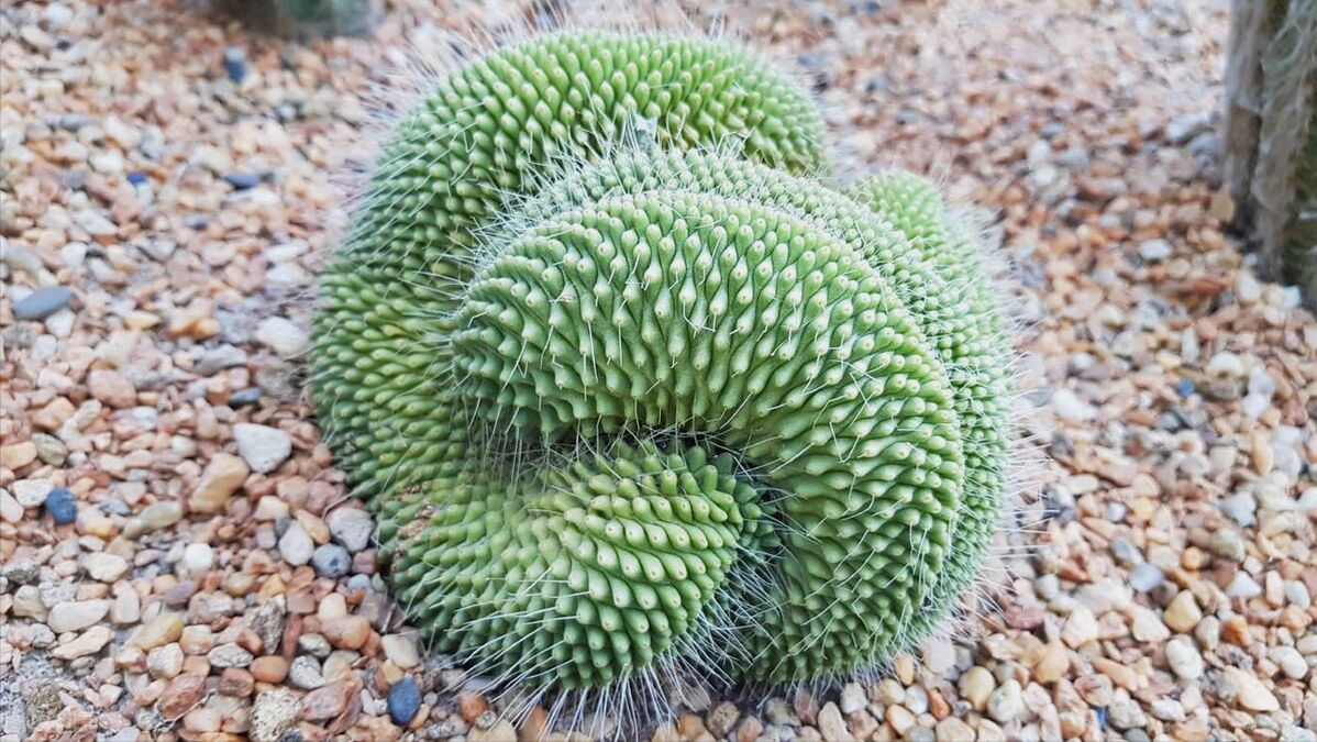 一花一世界、一花一奇妙，每朵花都与众不同，妩媚多姿
