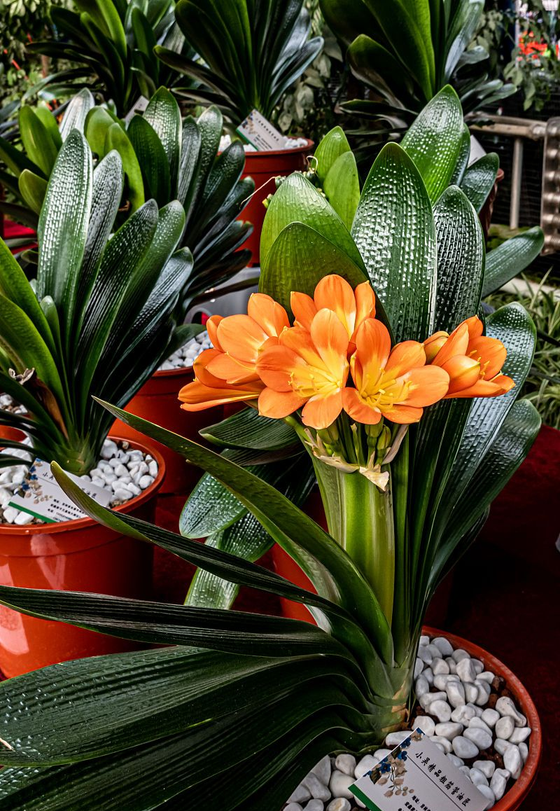 7种“洋气花”，好养又高雅，客厅一放，干净大气，旺家好运来