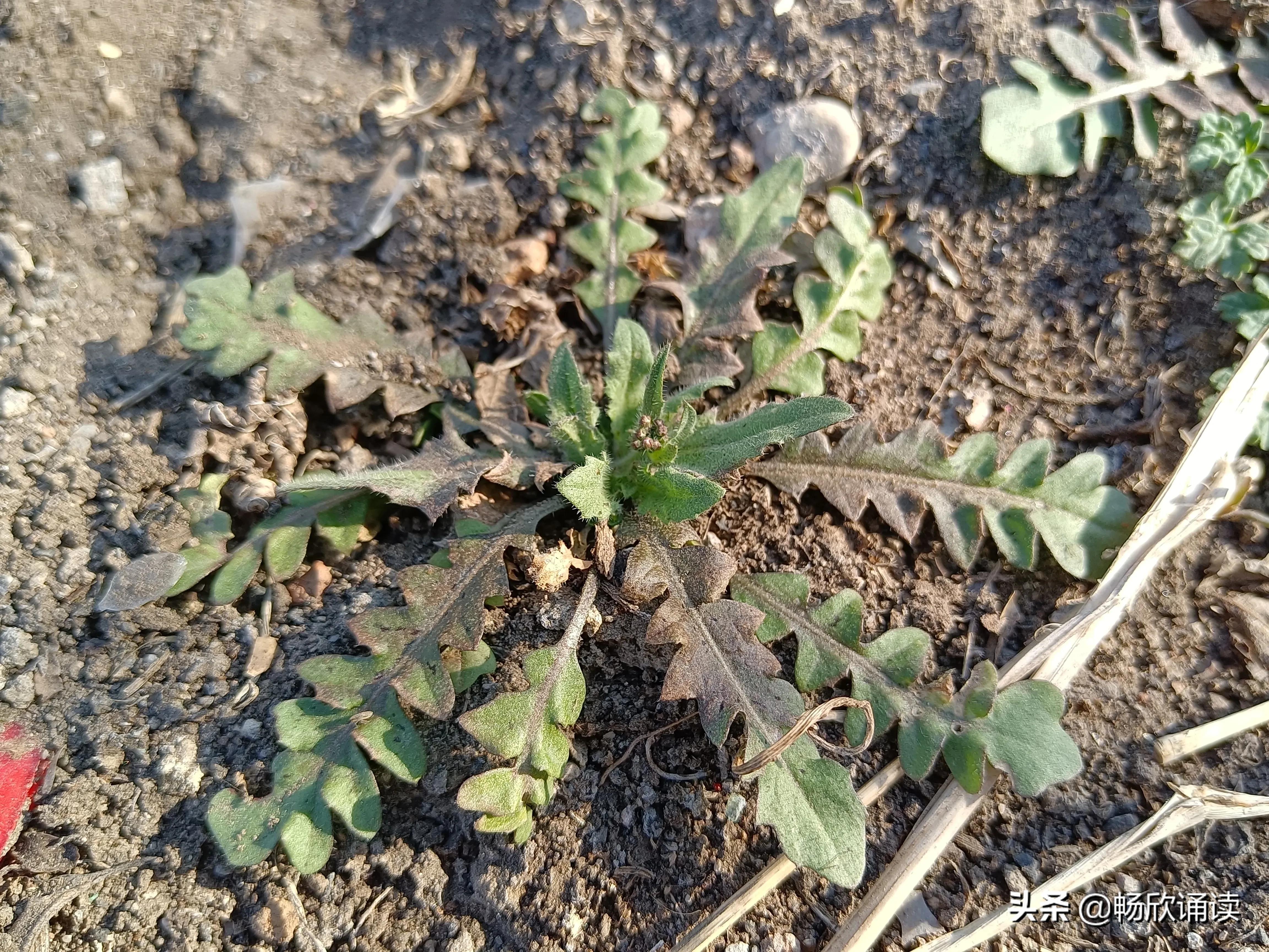 夏至草的作用与功效（春天常见的野菜图鉴）