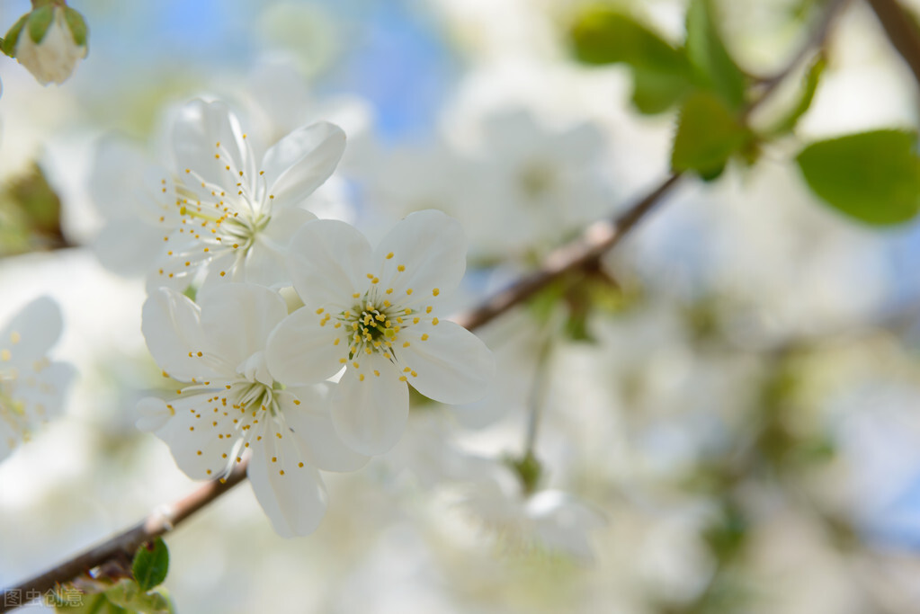无锡初春赏樱攻略丨别再错过一年一次的“樱花季”