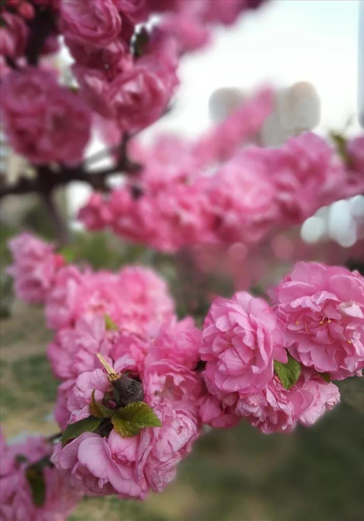 分享图片，浪漫唯美粉红色的花