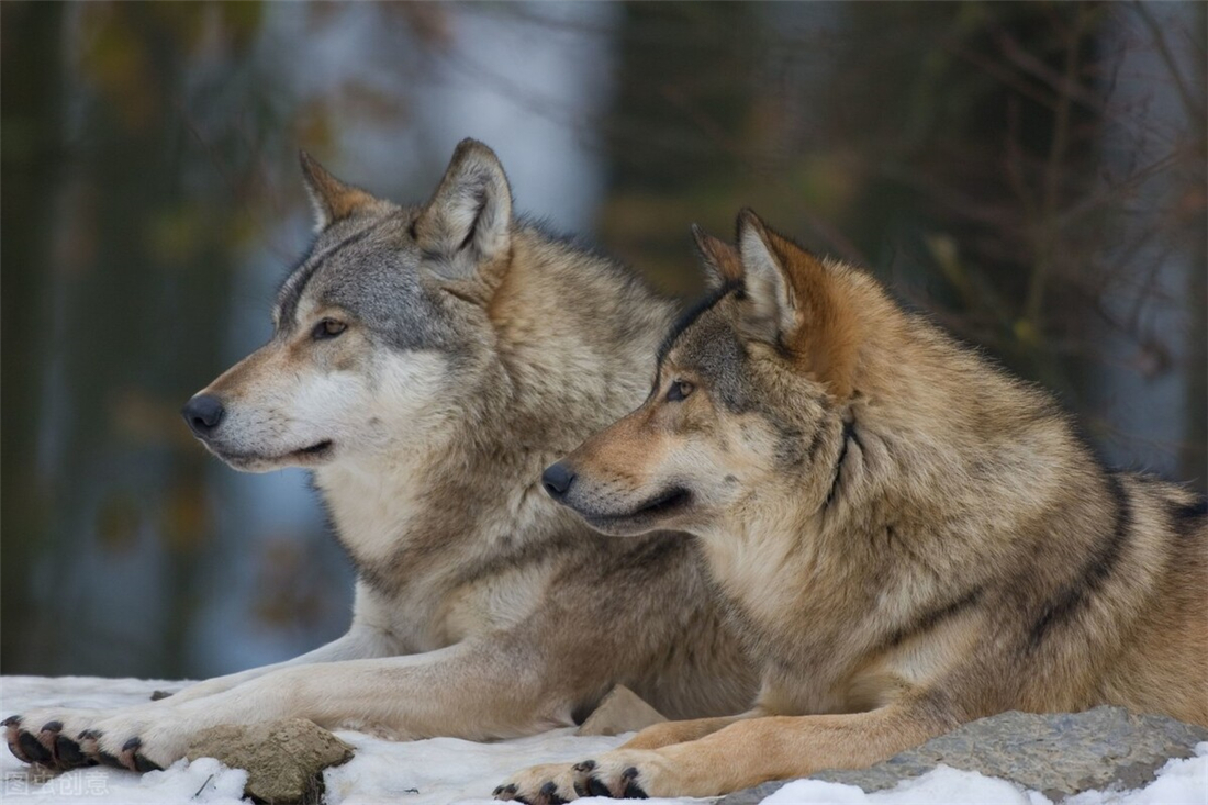 新疆天山狼群下山,咬住头羊尾巴将一群羊赶走,还追着马群跳山崖