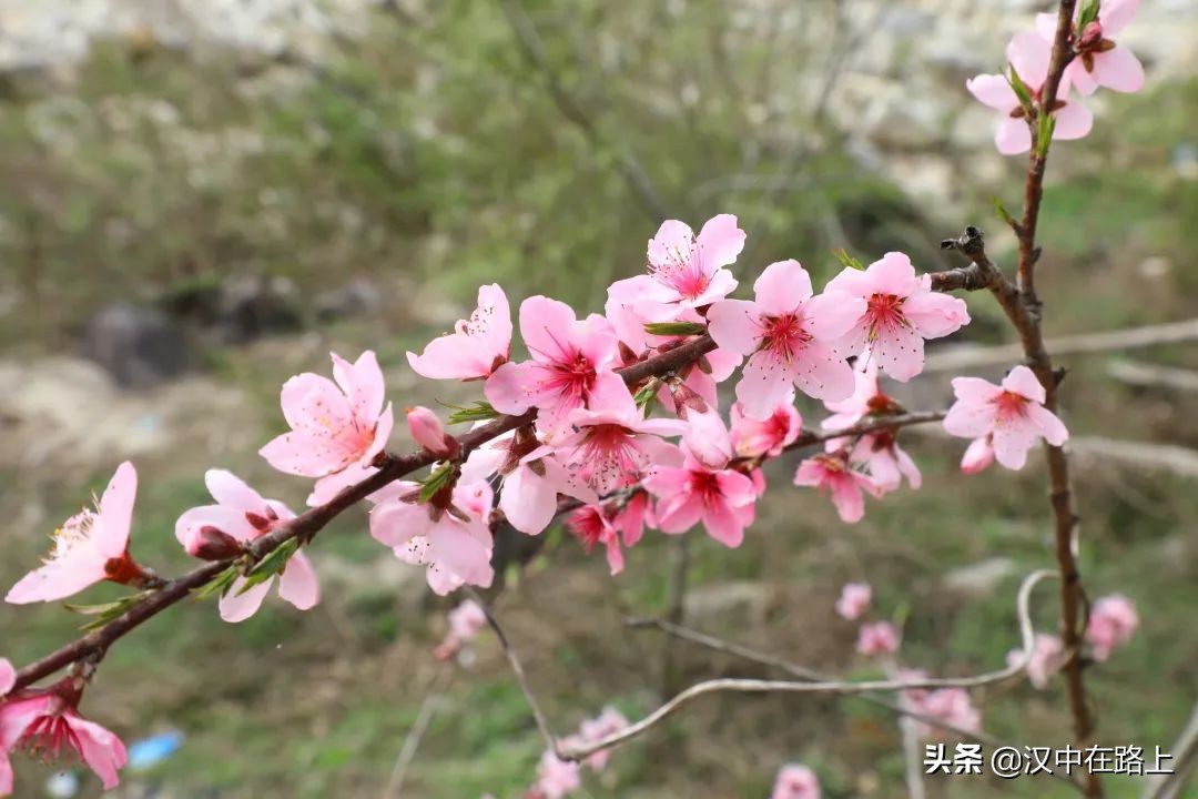 華陽春來早，清明小長假漢中華陽景區(qū)「春游攻略」快收藏