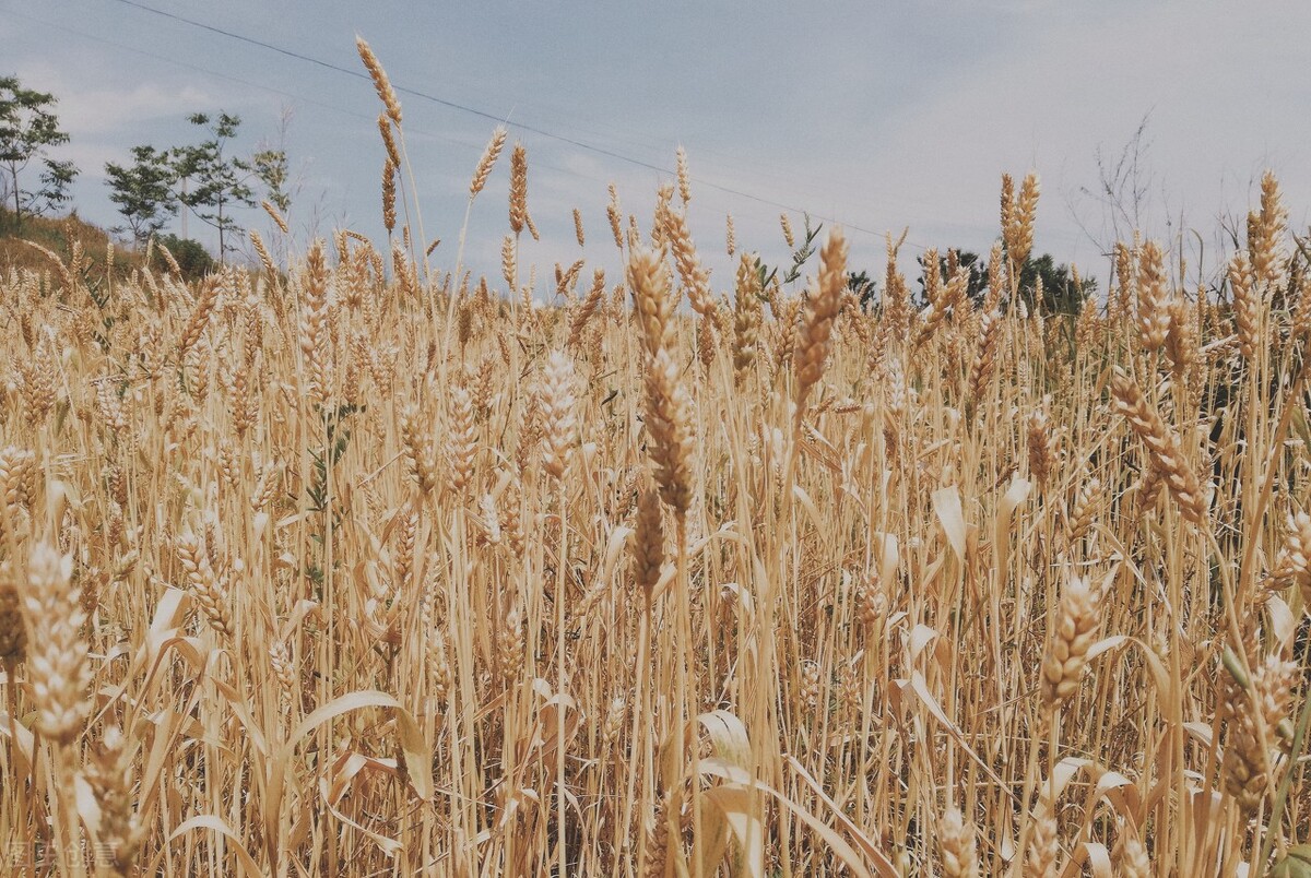 《菜根谭》把握住当下，才能成就未来