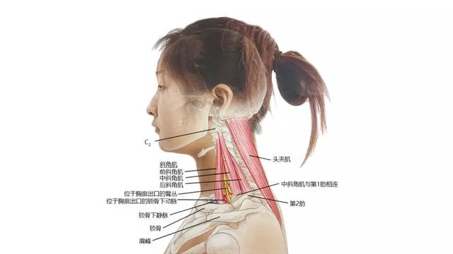 颈椎病仅是脖子疼?按摩,贴膏药即可?女白领未正确处理差点瘫痪