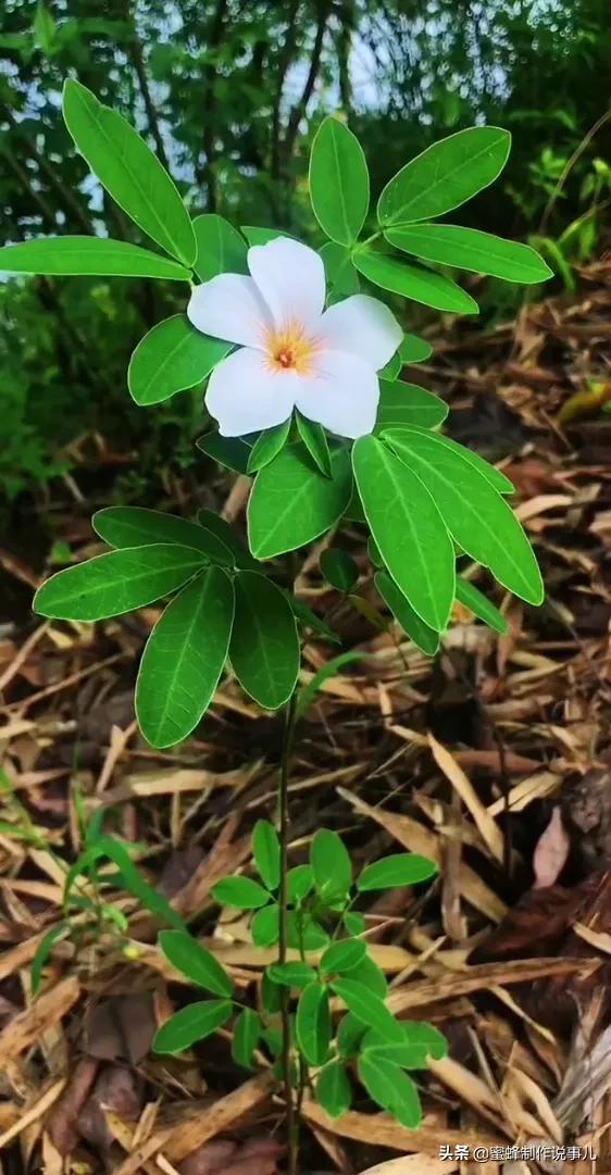 以赏花的心情看人生，花开花落，云卷云舒