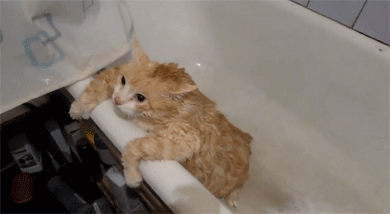 猫藓会传染给人！猫藓怎么预防，得了猫藓怎么办？