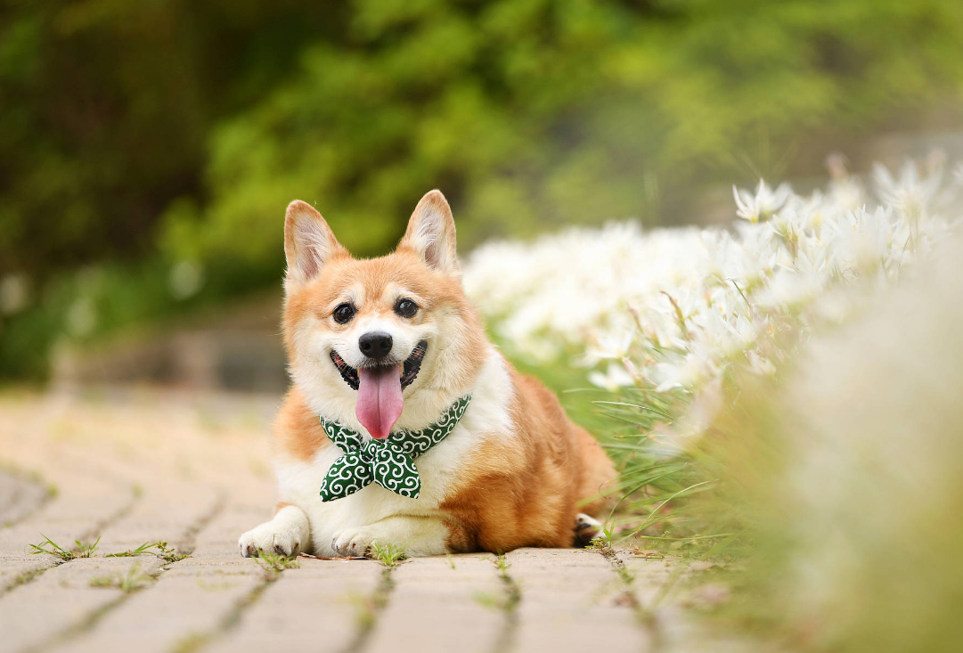 柯基犬总是不听话，掌握这些小妙招，让狗子不再跟你唱反调