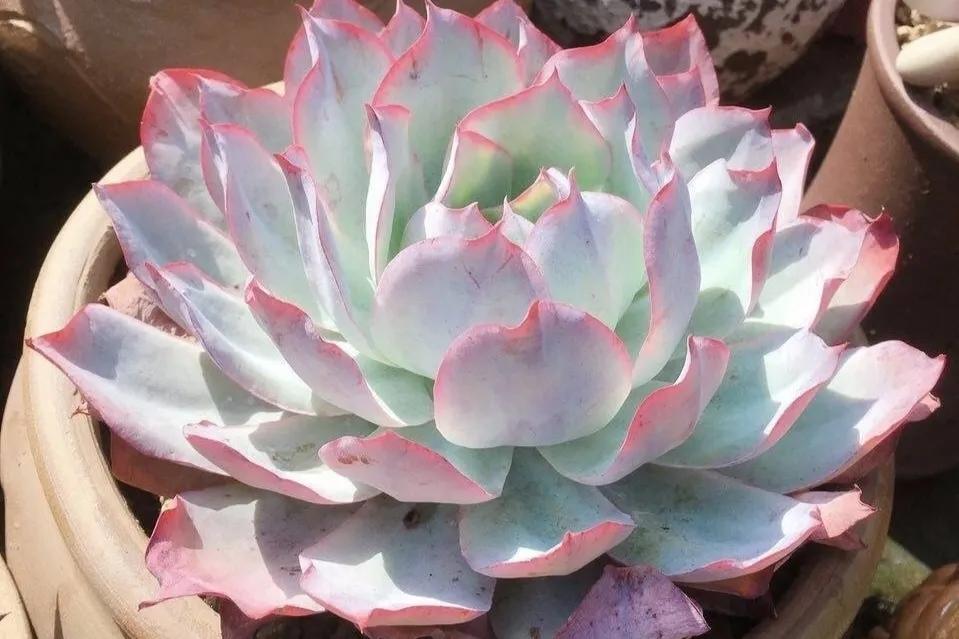 多肉"薄叶三仙",个个宛若花仙子!最具争议还是蓝光