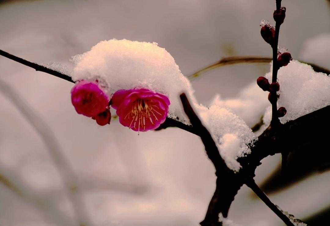 散词畅想·雪·冬天里的浪漫抒情