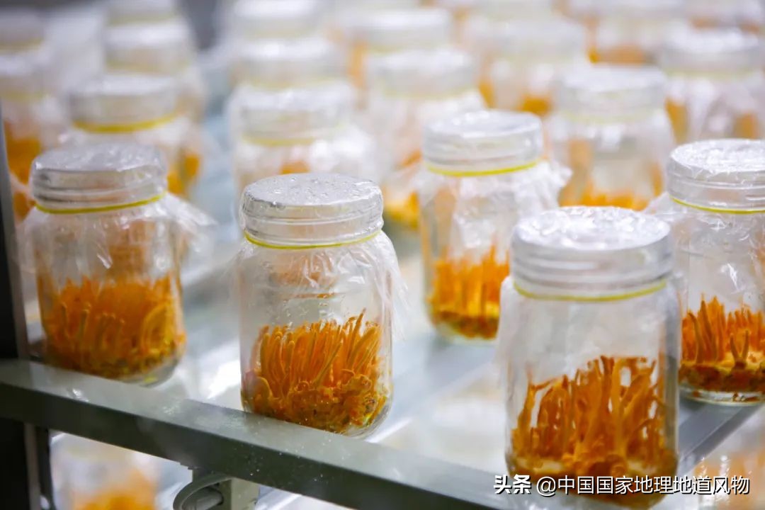 助力蔬菜自由，山东、河南、河北、江苏四省，种菜到底有多猛？