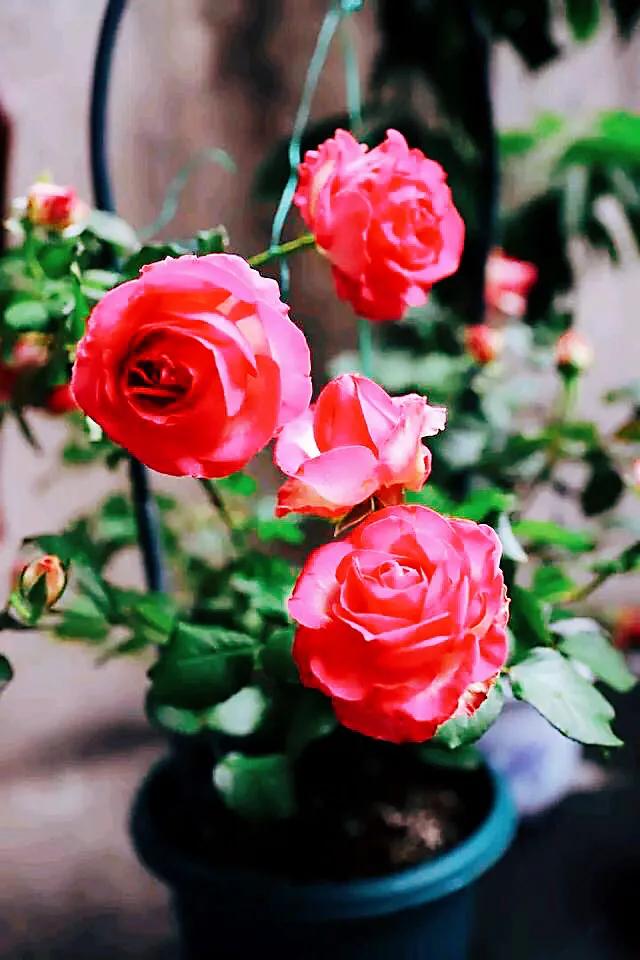 糖果雪山 花型杯状 花瓣重叠饱满 鲜亮白粉色 标准的切花月季 天天看点