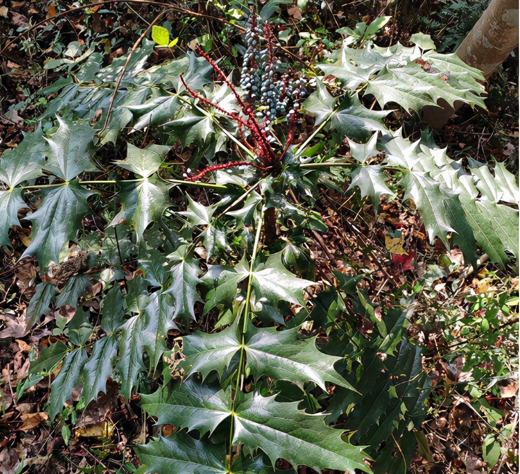 十大功劳:因"功劳多"而著称,请记住其特性,若遇到别随意破坏