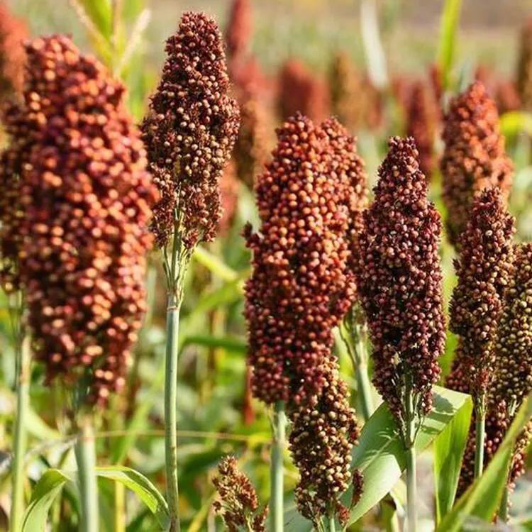 女人的麻批图片有几种(鹤城大萧侃东北) - 赤虎壹号