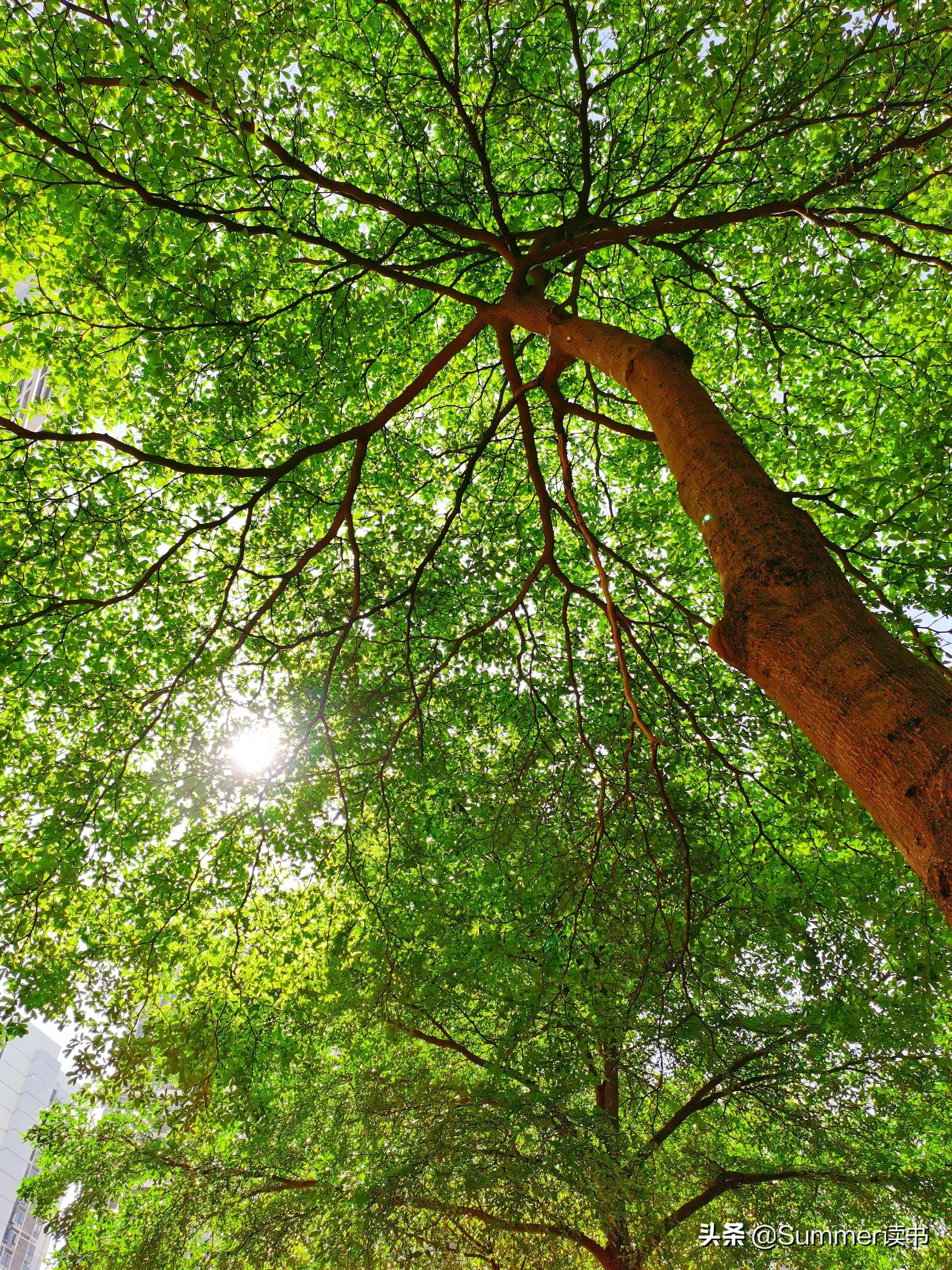特殊又平凡,却又叫不出名字的树