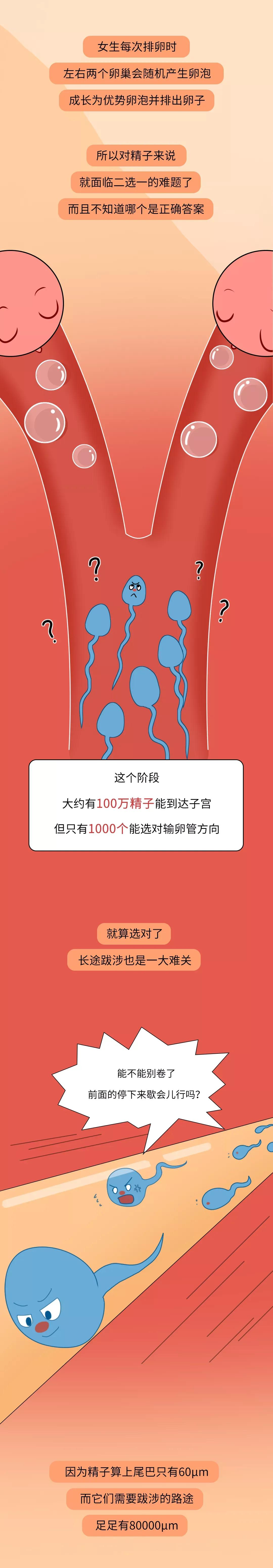 被男生憋回去的小蝌蚪都去哪儿了？
