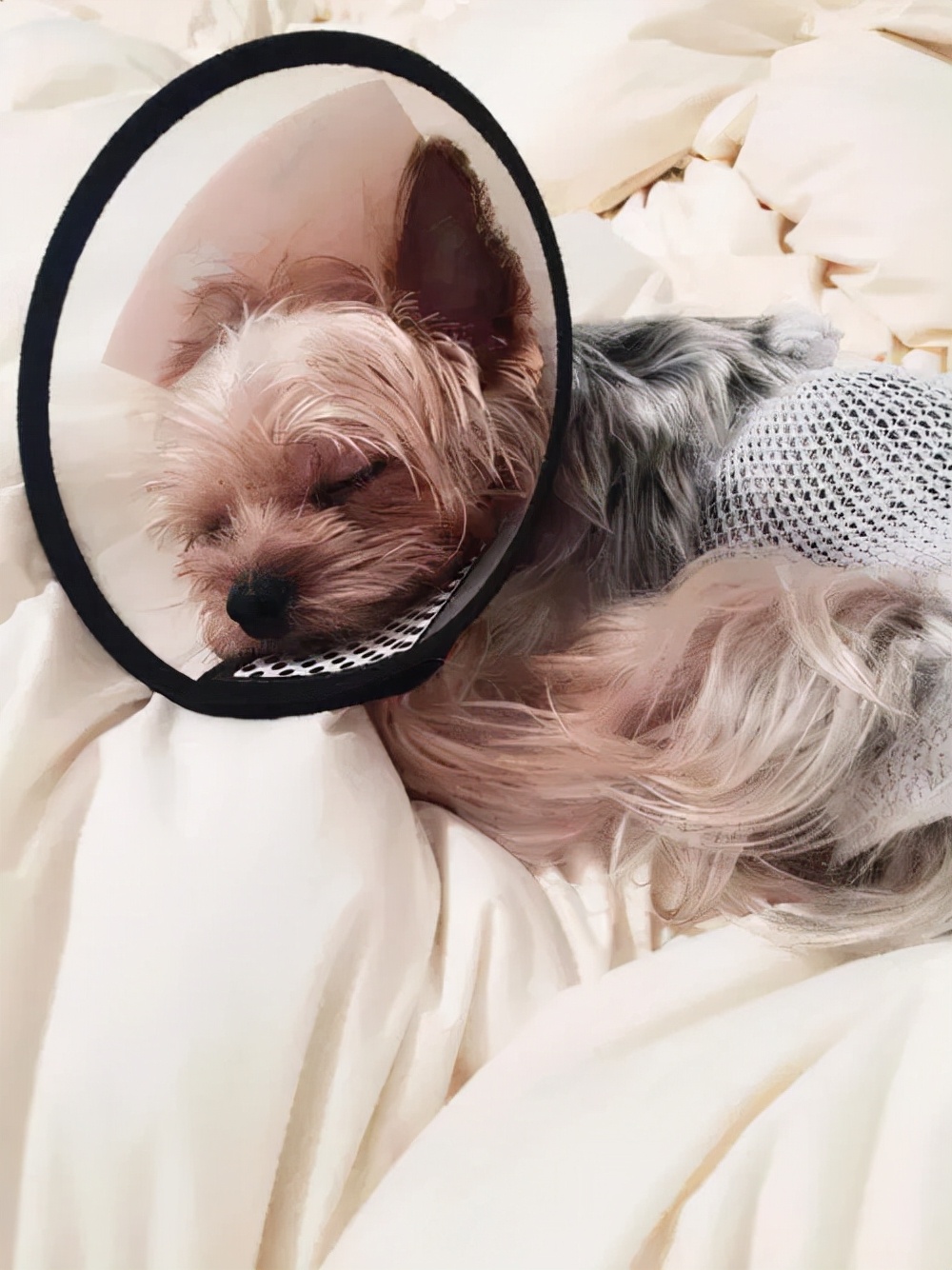 狗狗交配完转身就跑，究竟有什么含义？