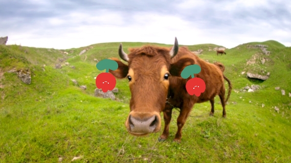 憨厚朴实的老黄牛,有时候也太搞笑啦,这10张图片让我笑啦
