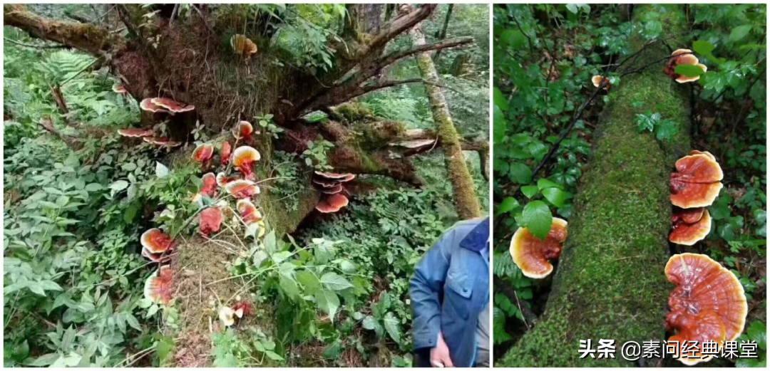 夏天心、最不挑的白山“仙草”