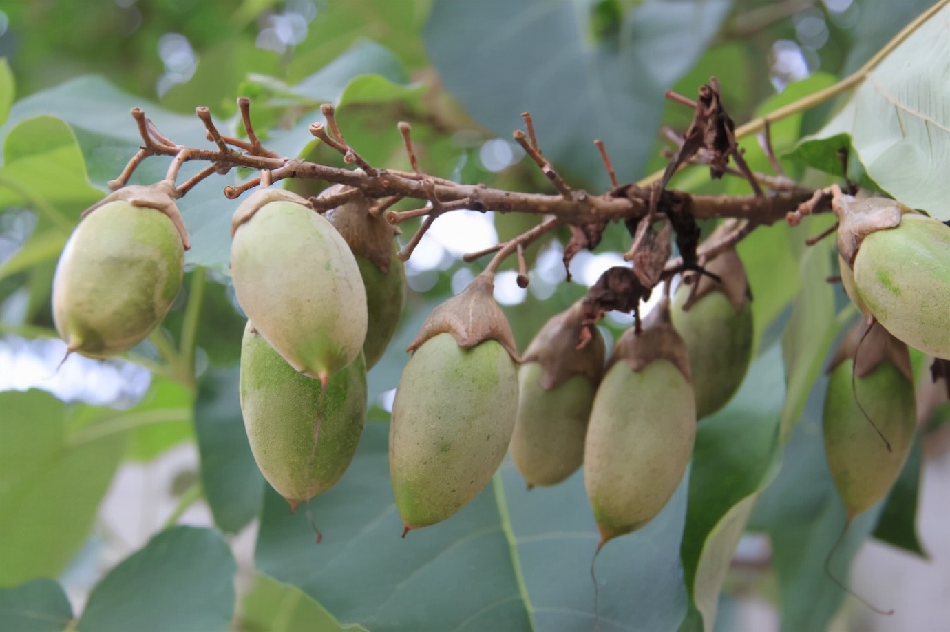 白花泡桐是什么（带你详细了解白花泡桐特点功效）